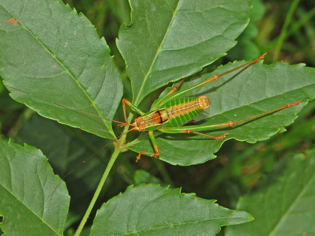 Cavalletta con il dorso marrone: Metaplastes pulchripennis